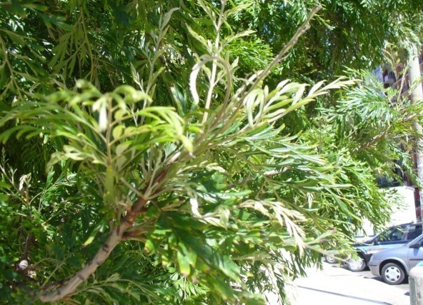 DallArgentina (Mar del Plata):  Grevillea robusta  (Proteaceae)